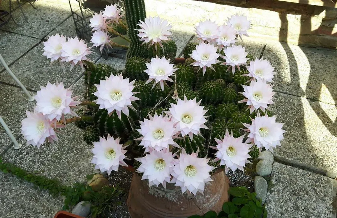 Il Giardino Roccioso-1